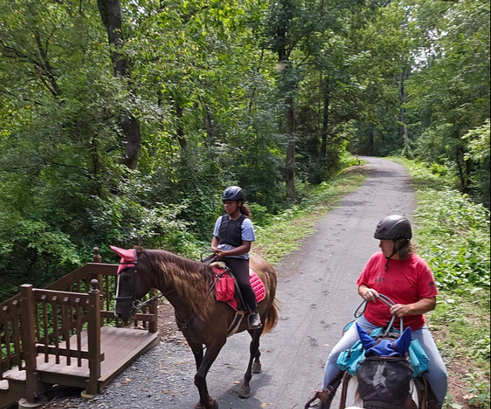 Horses Outside